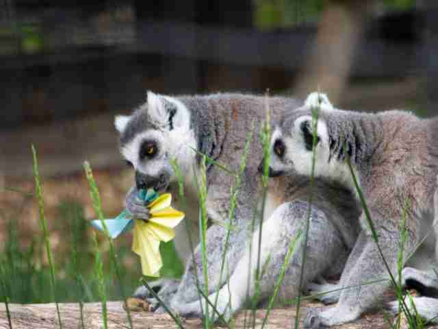 ringtailed lemurs in field