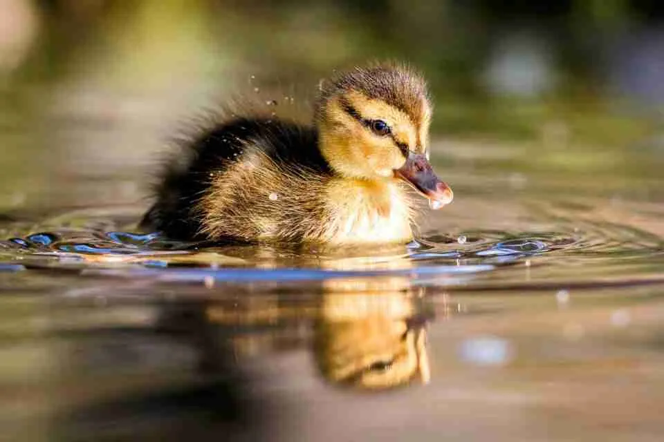 mother mallbaby mallard ducks swimming