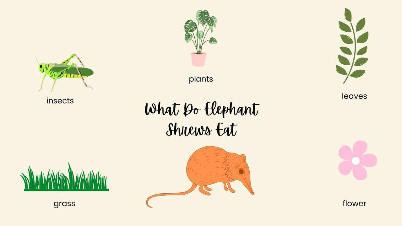 What Does Elephant Shrews Eat