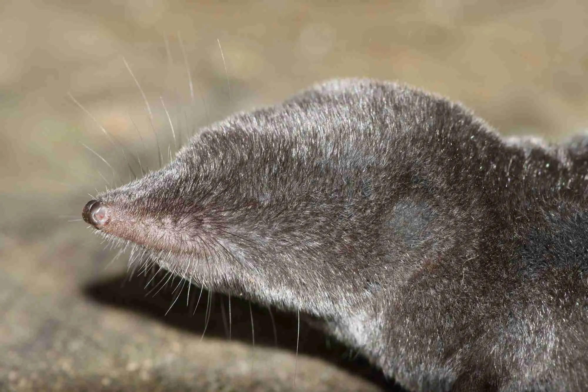 arctic-shrew-facts-classification-habitat-diet-pictures