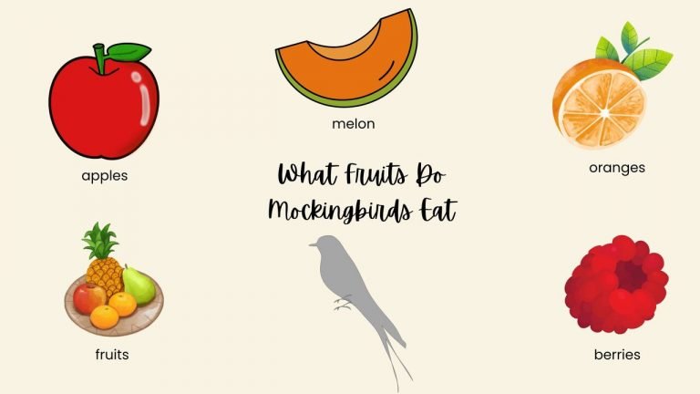 What Fruits Do Mockingbirds Eat