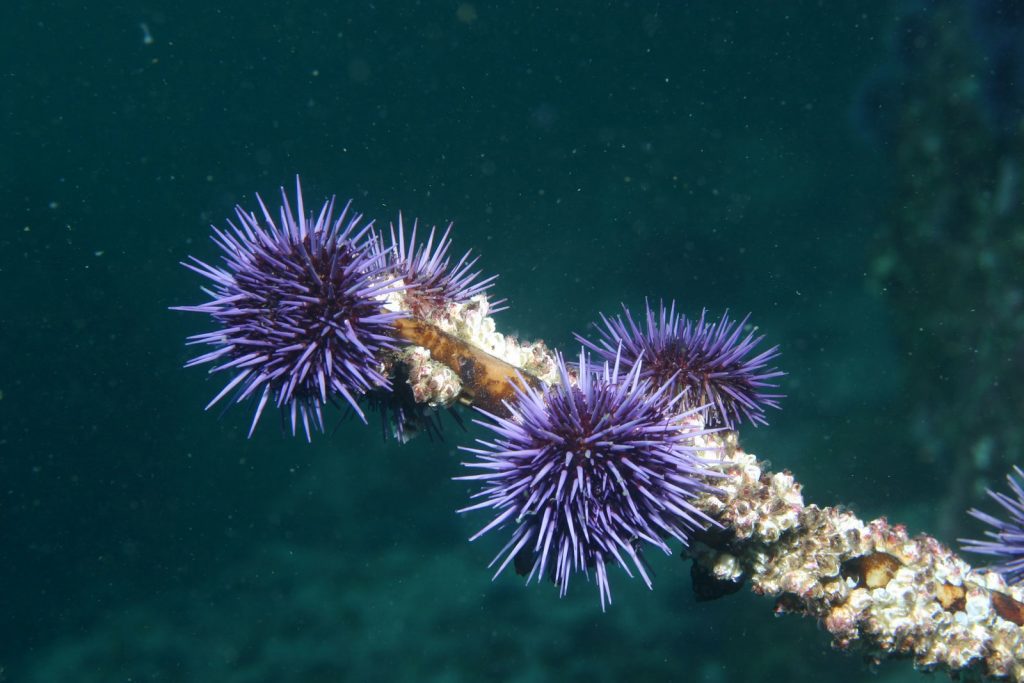 sea urchins in water