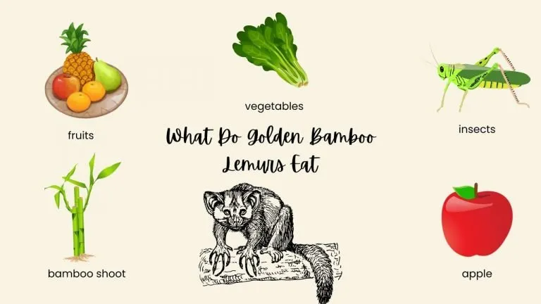 What Do Golden Bamboo Lemurs Eat