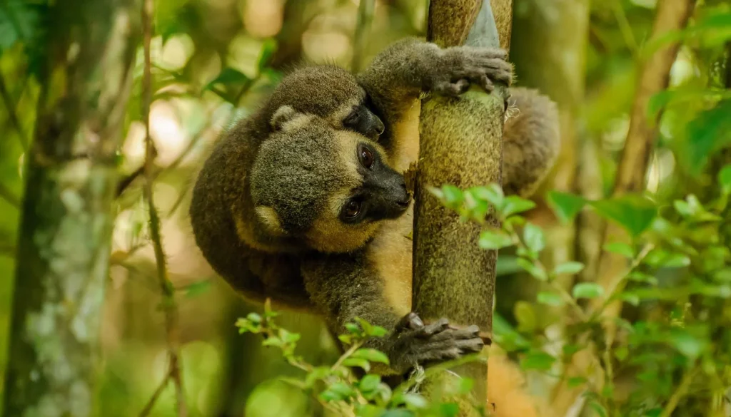 Golden Bamboo Lemur in the wildlife