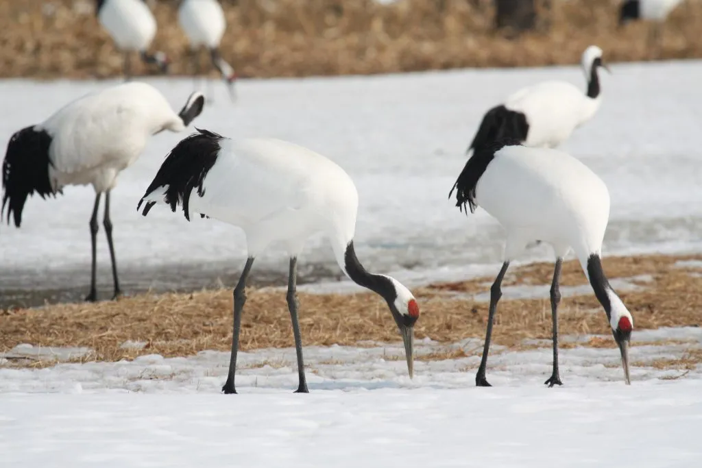 white cranes in winters