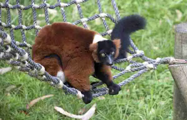 Red ruffed lemur in wildlife