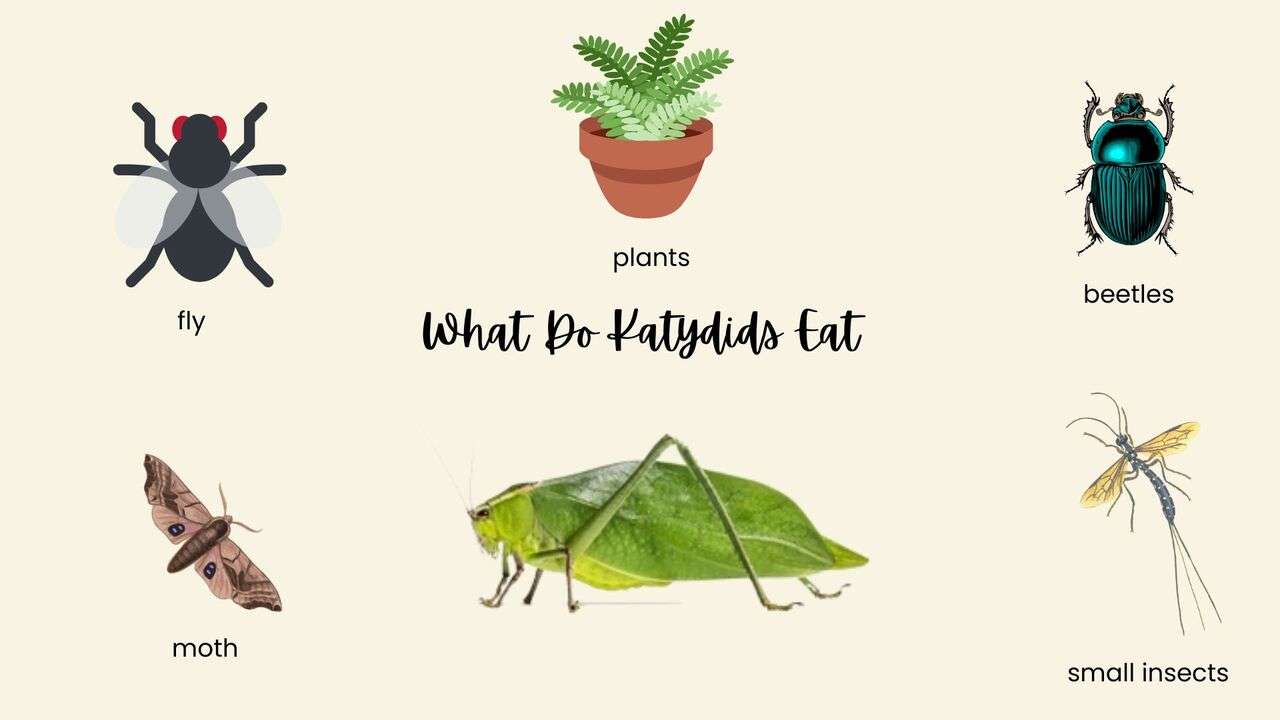 What Do Katydids Eat?