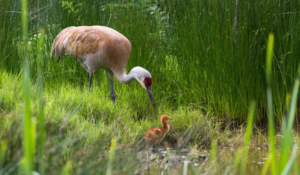 sandhill crane with baby sandhill crane