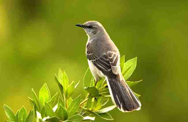 mockingbird sitting on tree