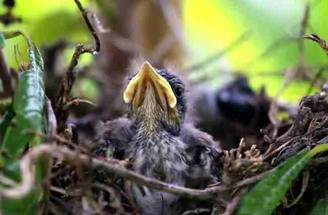 baby mockingbirds