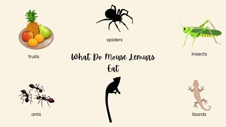 What Do Mouse Lemurs Eat