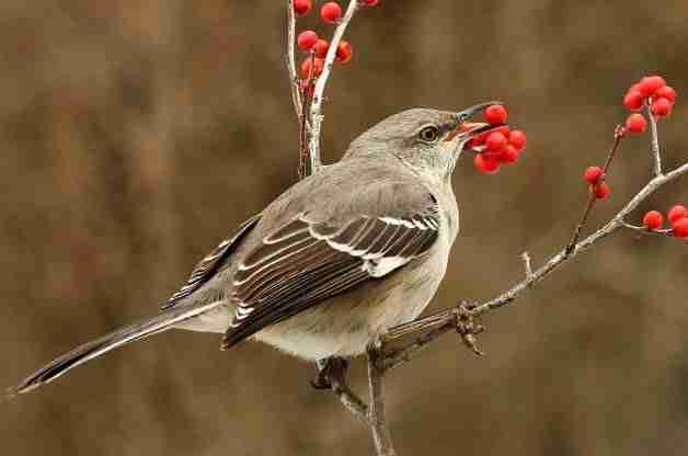 mockingbird eating cherries