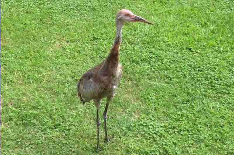 baby crane eating grass