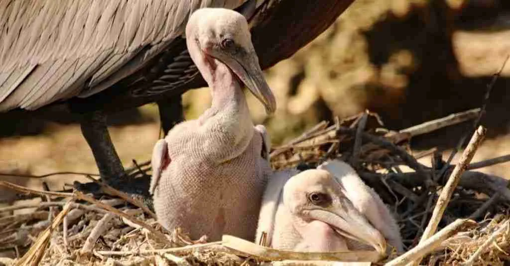 new born baby pelicans