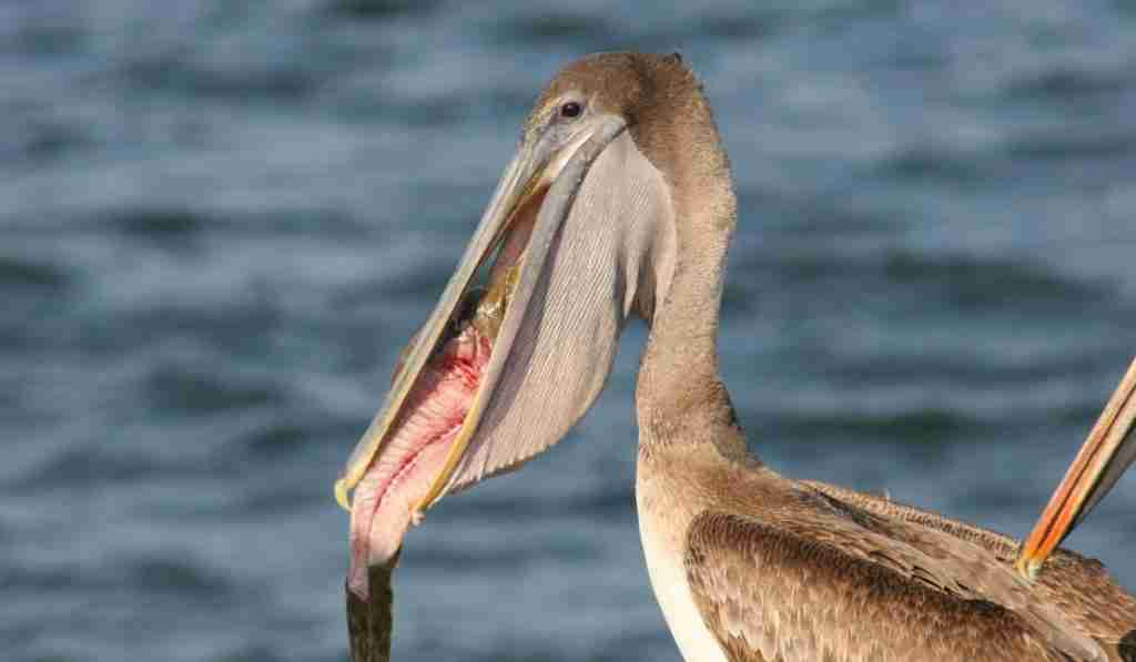 pelican eat fish