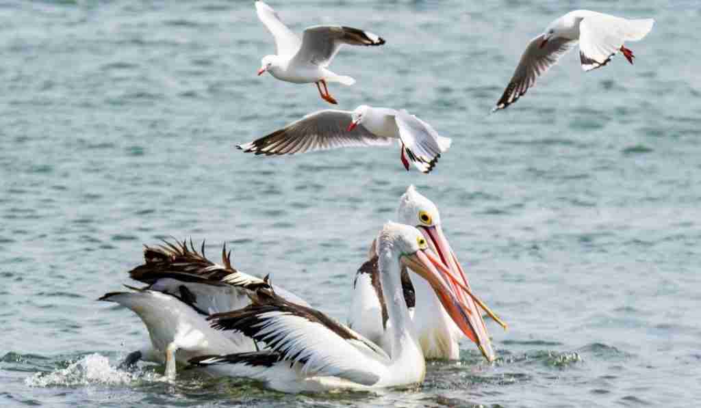 group of pelicans