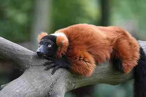 Red ruffed lemur in forest