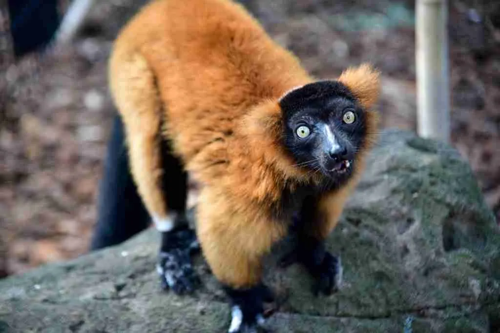 ruffed lemur in wildlife