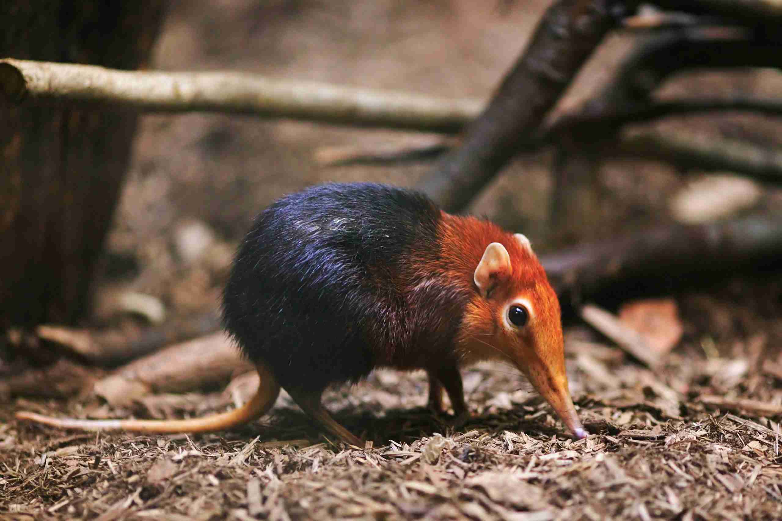 What Do Elephant Shrews Eat?