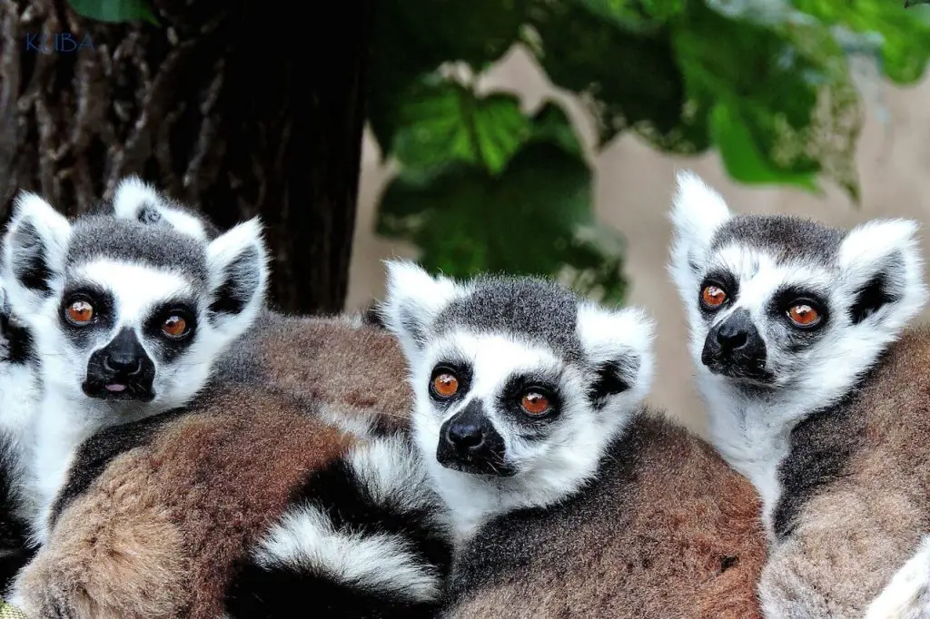 ringtailed lemurs