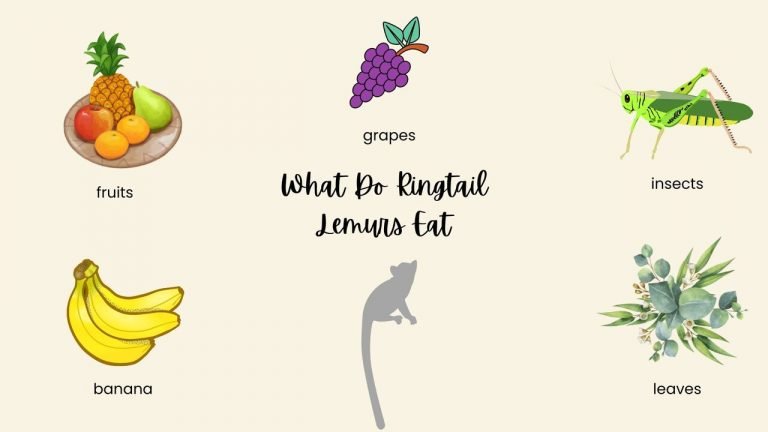 What Do Ringtail Lemurs Eat