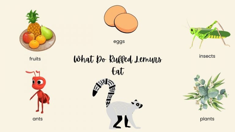 What Do Ruffed Lemurs Eat