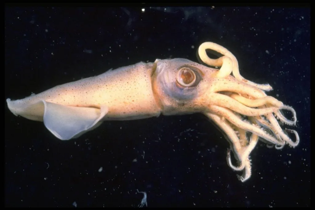 vampire squid in water