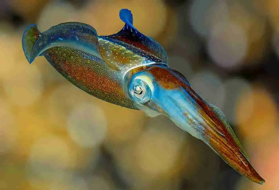 small squid