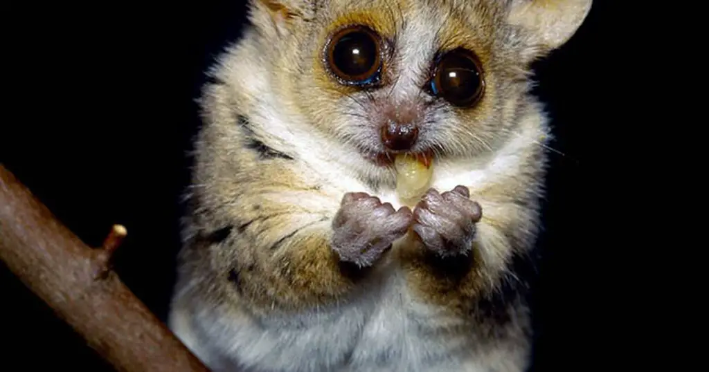 group of mouse lemurs in the rainforest