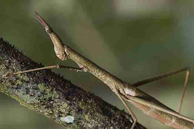 baby stick bug sitting on branch