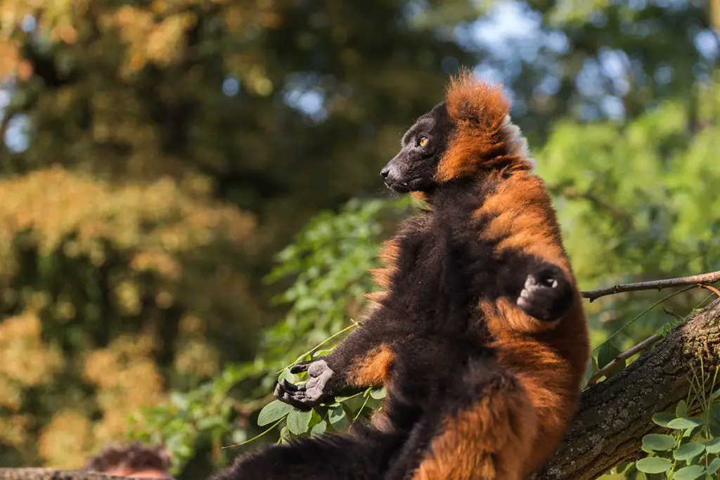 Red ruffed lemur in wildlife