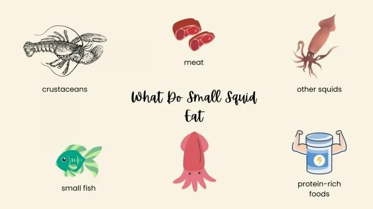WHAT DO SMALL SQUID EAT