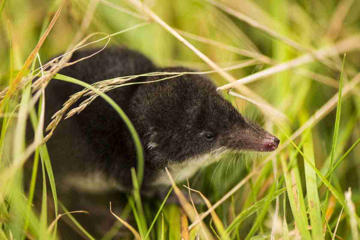 What Do Baby Shrews Eat?