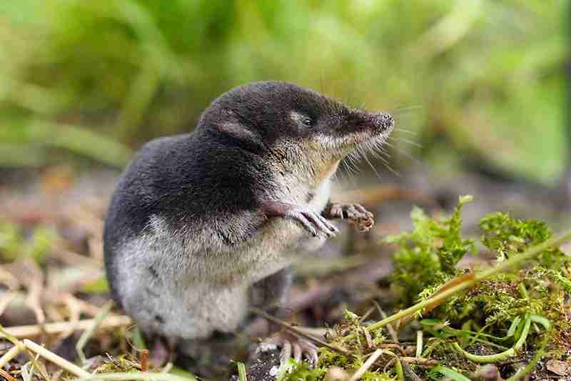 What Tree Shrew Eats