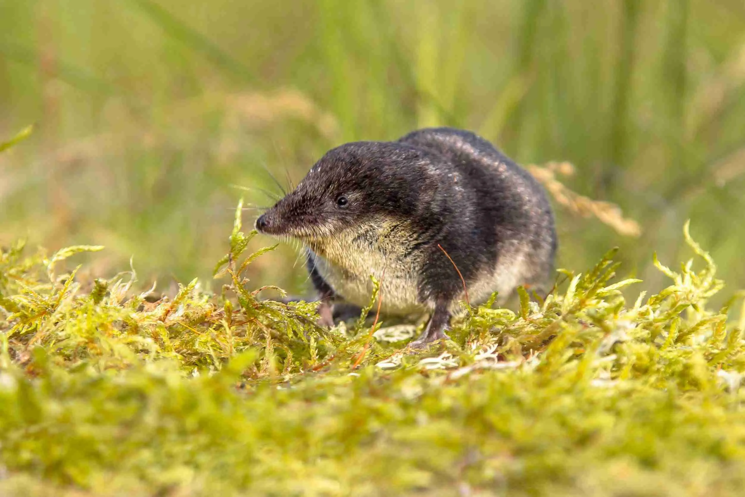 What Do Baby Shrews Eat?