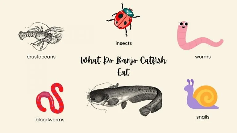 What Do Banjo Catfish Eat