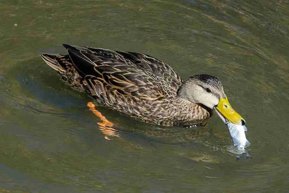 duck eating fish