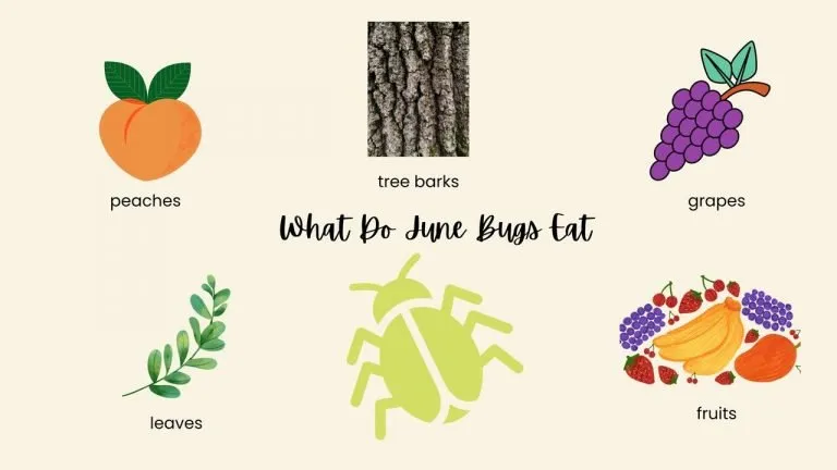 What Do June Bugs Eat