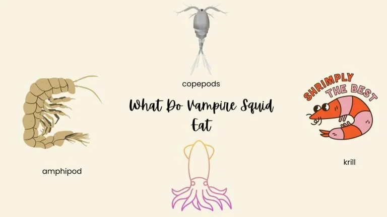 What Do Vampire Squid Eat