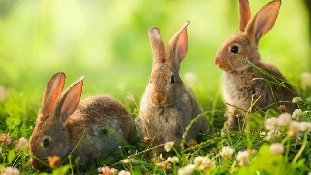 three wild bunnies