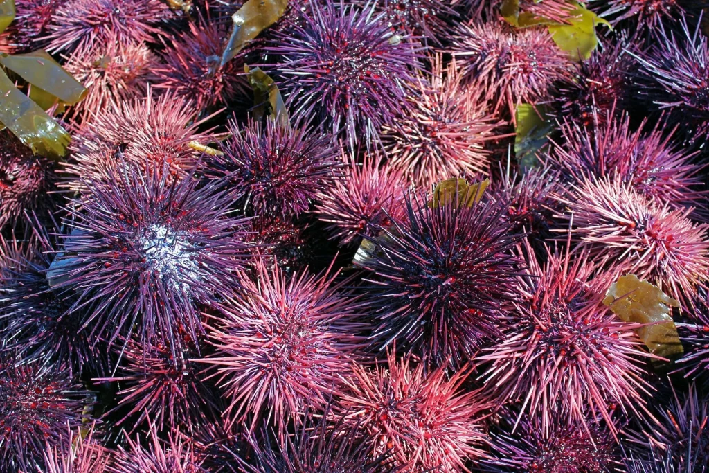 group of sea urchins