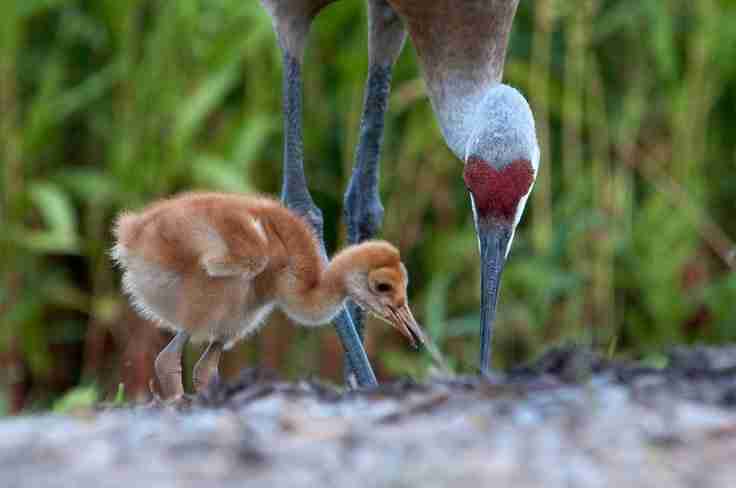 baby crane with mother