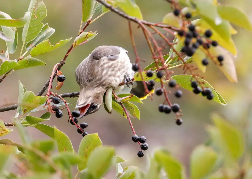 mockingbird eating berry
