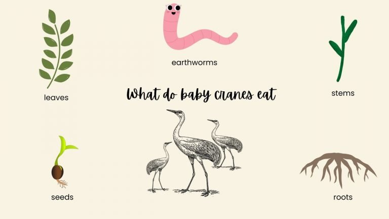 What do baby cranes eat