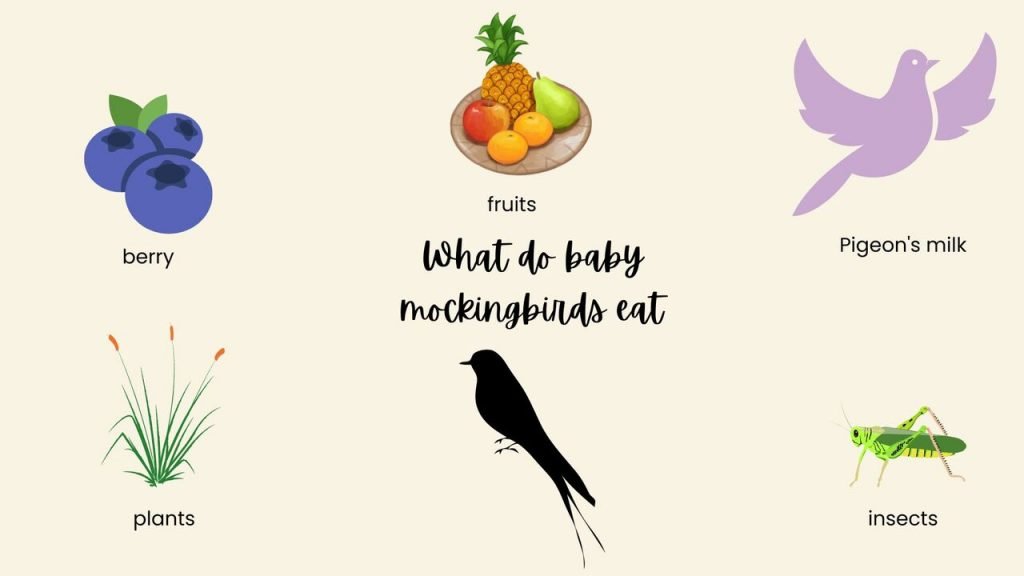 What do baby mockingbirds eat