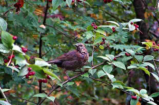 black mockingbird eating black berry