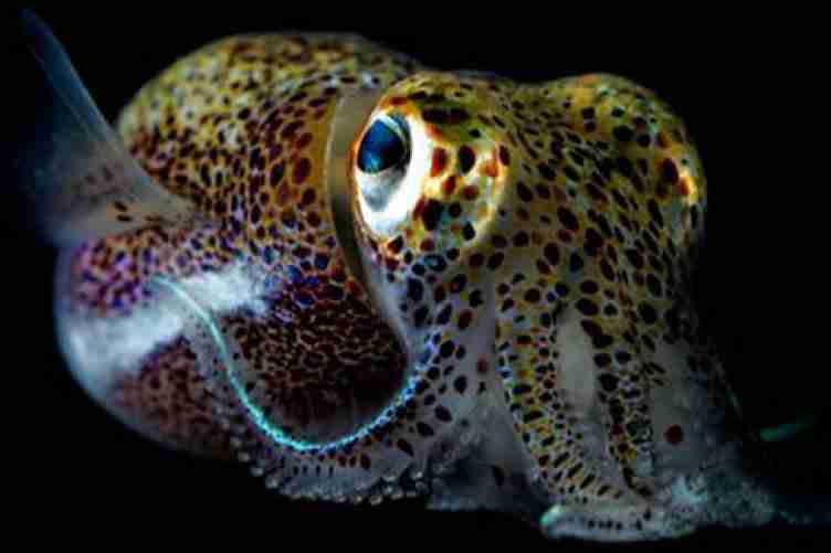 small squid in deep waters
