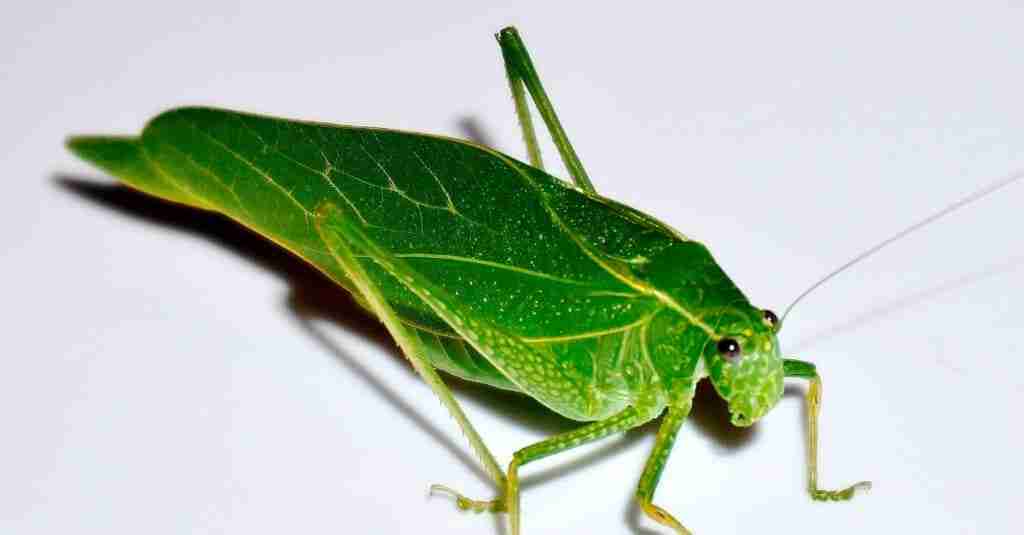 katydid sitting