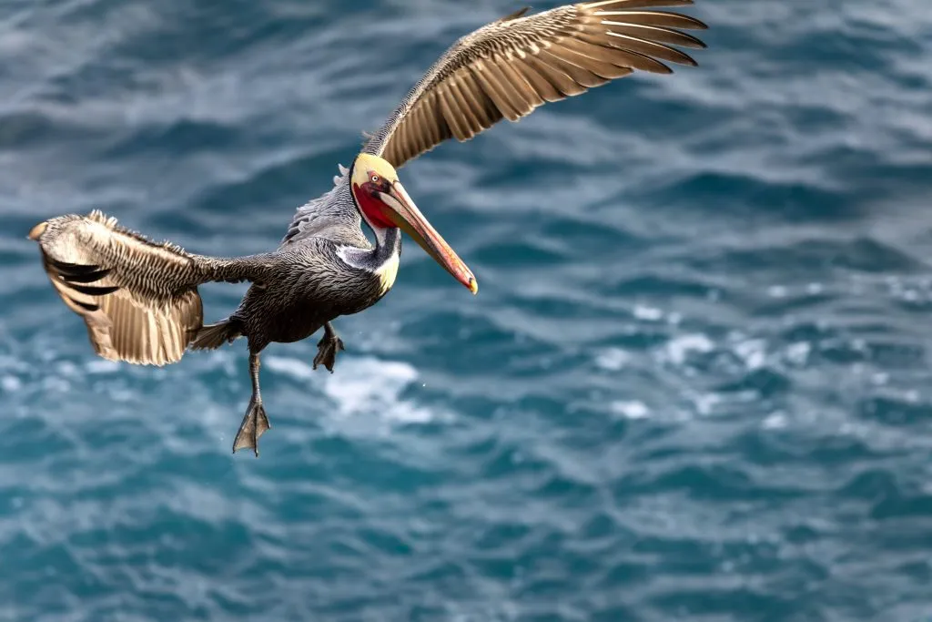 brown pelican flying around the sea