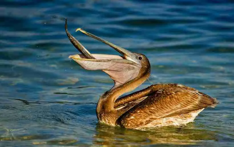 brown pelican eating 